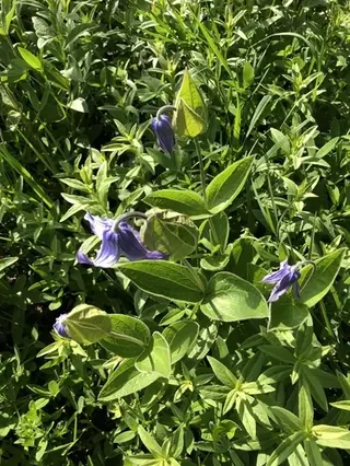 MONGOLIAN BELLS Clematis (Clematis integrifolia 'PSHarlan'), mature form