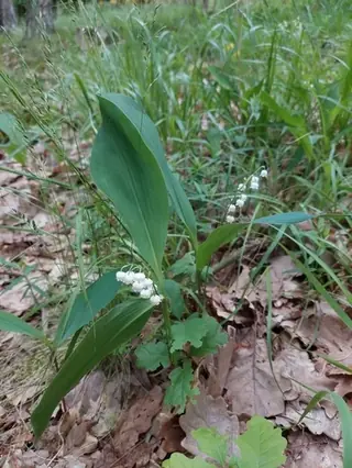 Lily of the valley (Convallaria majalis), mature form
