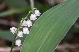 Lily of the valley (Convallaria majalis), foliage