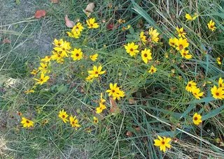 plains coreopsis (Coreopsis tinctoria), mature form