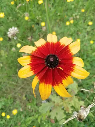 plains coreopsis (Coreopsis tinctoria), bloom