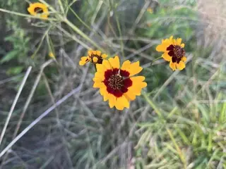 plains coreopsis (Coreopsis tinctoria), foliage