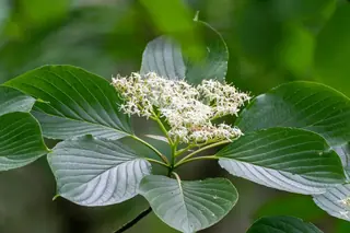 Giant: June Snow Dogwood (Cornus controversa), foliage