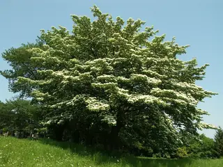 Dogwood, Giant: June Snow