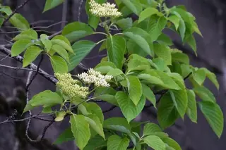 Giant: June Snow Dogwood (Cornus controversa), mature form