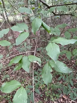Cornelian Cherry Dogwood (Cornus mas), foliage