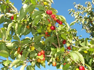 Cornelian Cherry Dogwood (Cornus mas), habit