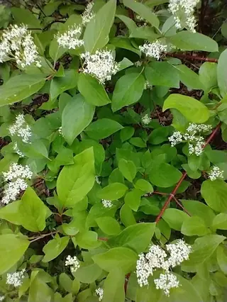 Red twig / red osier dogwood (Cornus sericea), habit