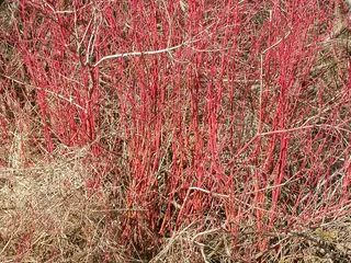 Red twig / red osier dogwood (Cornus sericea), foliage