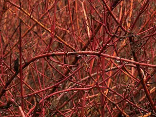 Red twig / red osier dogwood (Cornus sericea), mature form