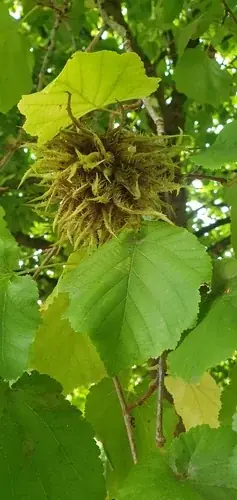 Hazelnut, Turkish Filbert/Hazelnut (Corylus colurna), habit