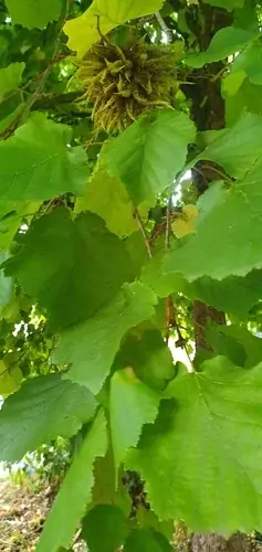 Hazelnut, Turkish Filbert/Hazelnut (Corylus colurna), fall color