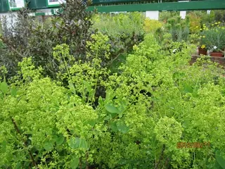 Smoke bush / smoke tree (Cotinus coggygria), habit