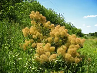 Smoke bush / smoke tree (Cotinus coggygria), mature form