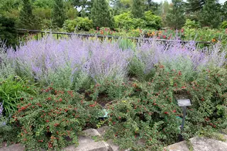 Cranberry cotoneaster (Cotoneaster apiculatus), fall color