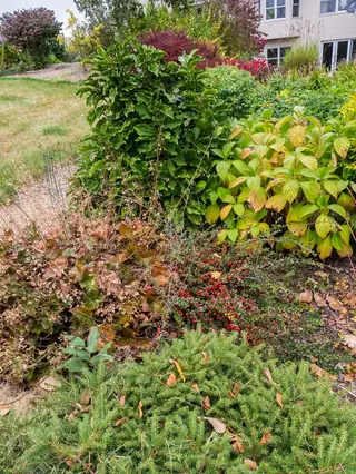 Cranberry cotoneaster (Cotoneaster apiculatus), mature form