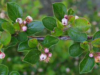 Sungari redbead cotoneaster (Cotoneaster racemiflorus var. soongoricus), foliage