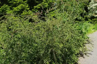 Sungari redbead cotoneaster