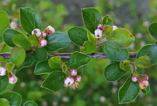 Sungari redbead cotoneaster (Cotoneaster racemiflorus var. soongoricus), mature form