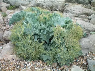 Curly-Leaf Sea Kale