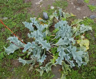 Curly-Leaf Sea Kale (Crambe maritima), mature form