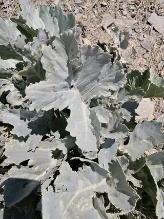 Curly-Leaf Sea Kale (Crambe maritima), foliage