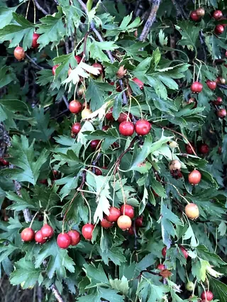 Russian Hawthorn (Crataegus ambigua), mature form