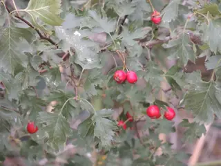 Russian Hawthorn (Crataegus ambigua), habit