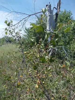 Hawthorn, Russian