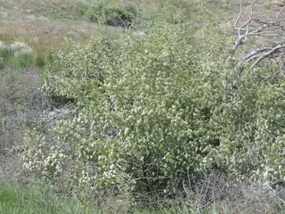 Russian Hawthorn (Crataegus ambigua), bloom