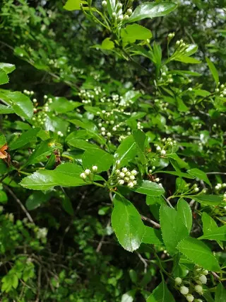Cockspur var. inermis Hawthorn (Crataegus crus-galli), fall color