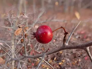 Cockspur var. inermis Hawthorn (Crataegus crus-galli), habit