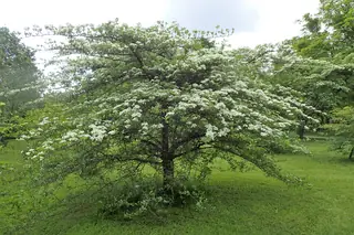 Cockspur var. inermis Hawthorn (Crataegus crus-galli), mature form