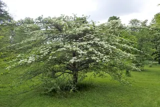 Hawthorn, Cockspur var. inermis