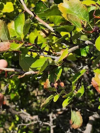 Hawthorn, River/Douglas (Crataegus douglasii), mature form