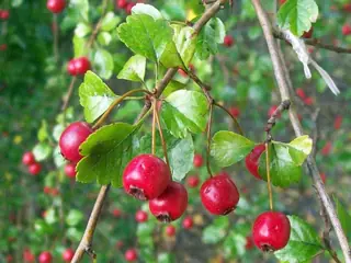 English: Crimson Cloud Hawthorn (Crataegus laevigata), mature form