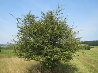 Hawthorn, English: Crimson Cloud