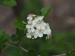 English: Crimson Cloud Hawthorn (Crataegus laevigata), bloom