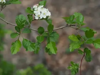 English: Crimson Cloud Hawthorn (Crataegus laevigata), foliage