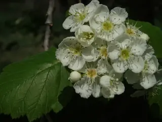 Downy Hawthorn (Crataegus mollis), fall color