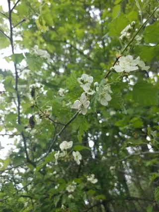 Hawthorn, Downy