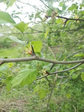 Downy Hawthorn (Crataegus mollis), bloom