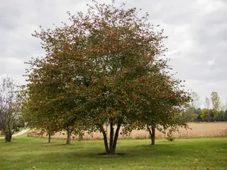 Hawthorn, Washington