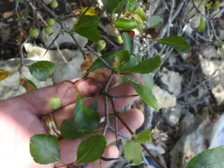 Green: Winter King Hawthorn (Crataegus viridis), foliage