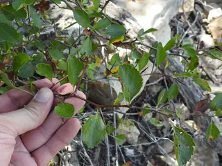 Green: Winter King Hawthorn (Crataegus viridis), fall color
