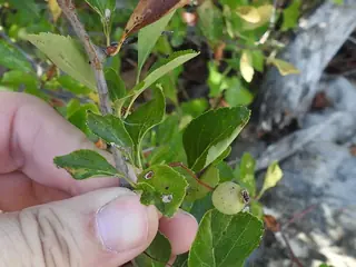 Green: Winter King Hawthorn (Crataegus viridis), habit