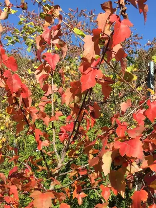 Green: Winter King Hawthorn (Crataegus viridis), mature form