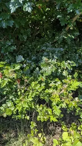 Hawthorn, 'Toba'