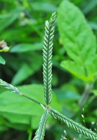 DOG TUFF™ grass (Cynodon 'PWIN04S'), foliage
