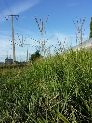 DOG TUFF™ grass (Cynodon 'PWIN04S'), mature form